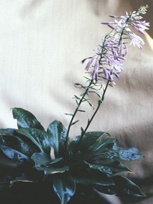 Hosta yingeri